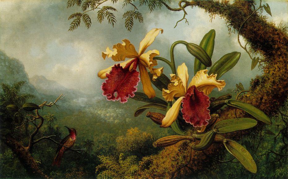 Martin Johnson Heade Orchids and Hummingbird